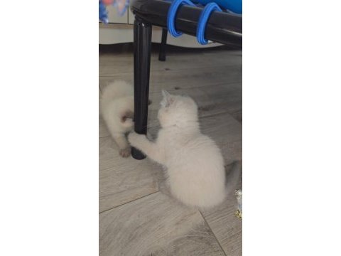1,5 aylık yavru kediler