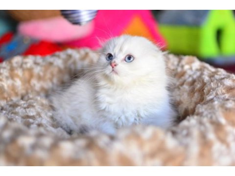 Prenses silver ns1133 scottish fold longhair 