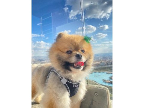 Sınıfının en iyisi pomeranian