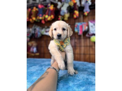 Her eve uygun golden retriever bebekler