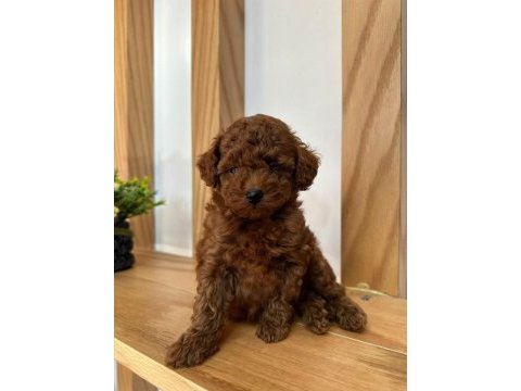 Tüy dökmeyen orjinal toy poodle