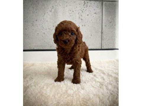 Sağlık garantili toy poodle yavrularımız