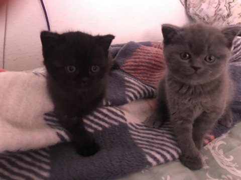 Scottish fold yavrular