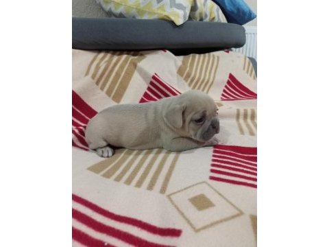 Egzotic fransız bulldog