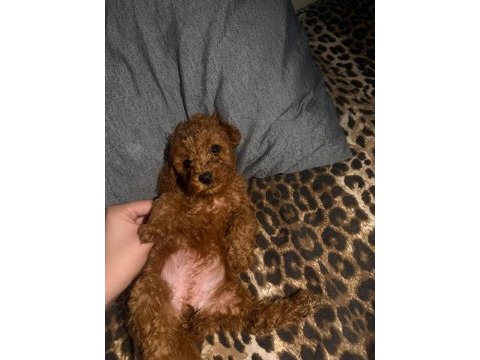 50 günlük poodle bebeklerim