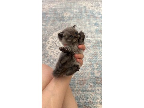 Yuva arayan sevimli british shorthair yavrularımız