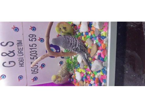 30 35 günlük bebek muhabbet kuşu yavruları