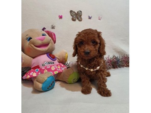 Irk ve sağlık garantili anne altından poodle yavrular