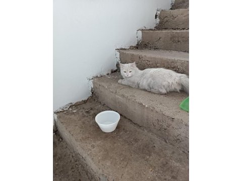 British longhair dişi kedimiz