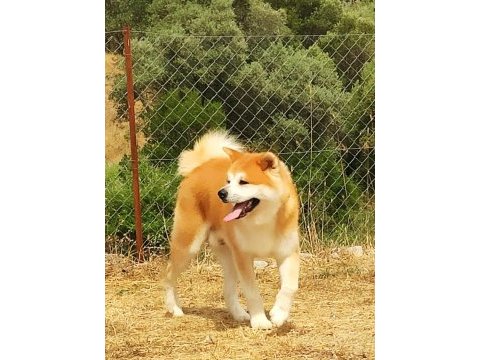 Safkan soykütük sertifika belgeli japon akita yavrular
