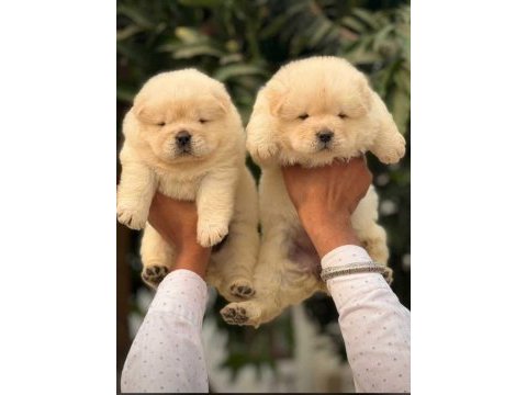 Chow chow yavrular pamuk gibi