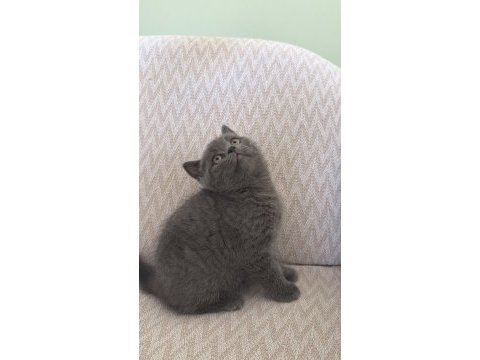 Kalan son british shorthair yavrumuz yuvasına gitmeye hazır