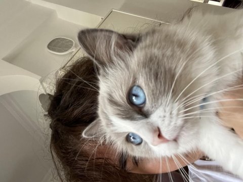 Çiftleştirme safkan dişi ragdoll