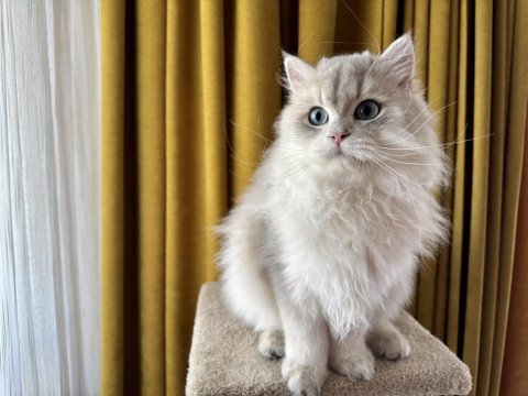 Gri british longhair paşa