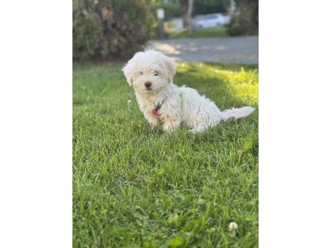 Aa kalite terrier