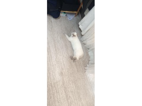 British shorthair pamuk