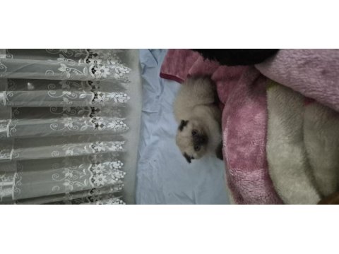 Kedimiz için açıklamayı okuyunuz