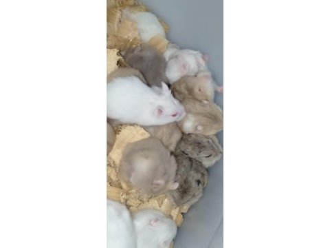 Hamster gonzales ve suriye