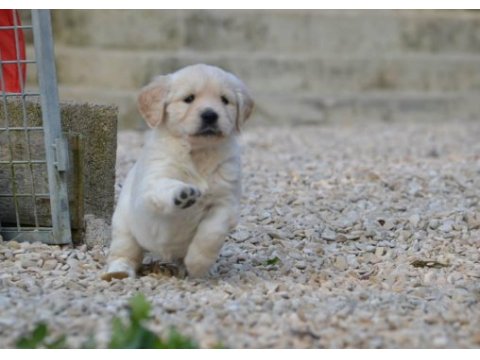 Golden retriever yavruları
