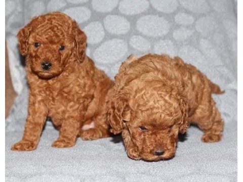 Toy poodle yavruları