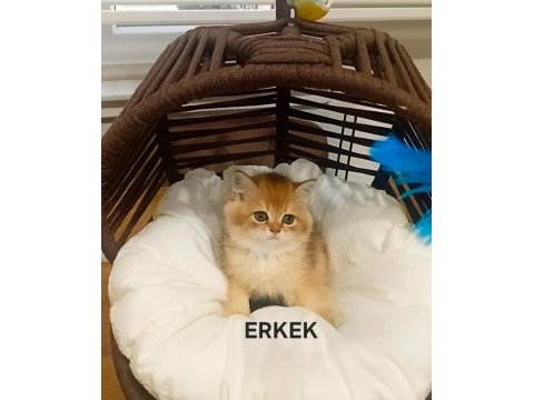 British shorthair mükemmelliği