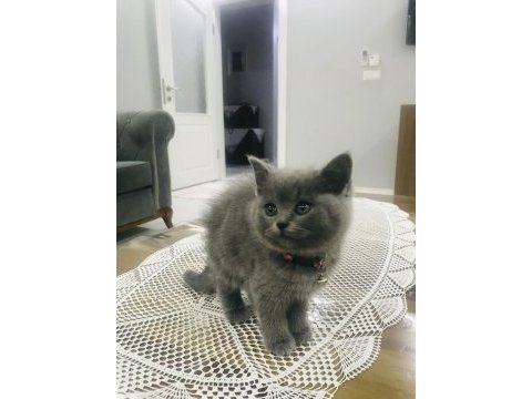 Ev kedisi british shorthair