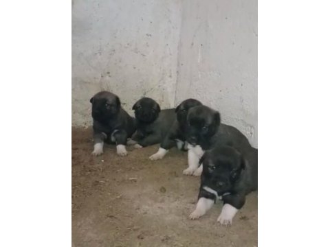 Gürün yavru köpekler