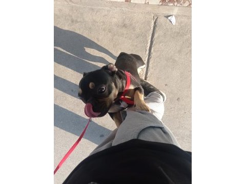 Sağlıklı aşıları tam 8 aylık french bulldog