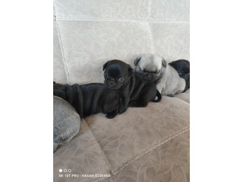 Kaliteli pug mops yavrular