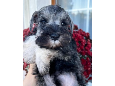 Fcı şecereli miniatute schnauzer yavru köpekler