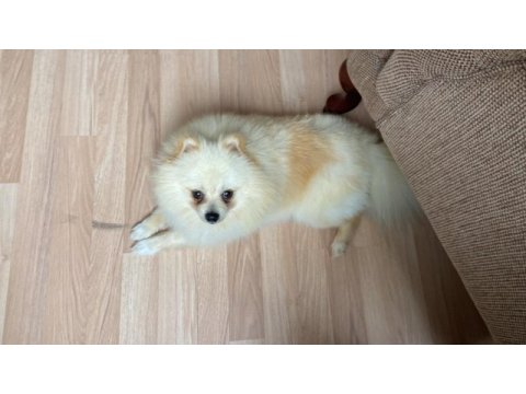 5 aylık pomeranian boo