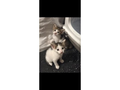 Köyden kurtarılan bebiş kedilere acil yuva arıyoruz