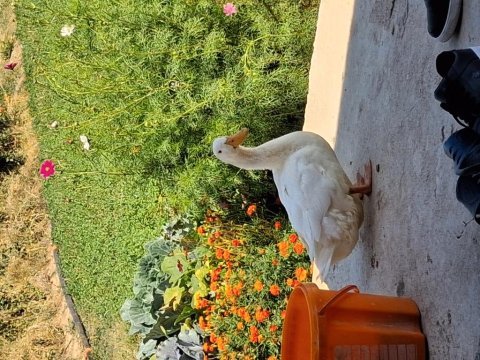 2 tane pekin ördeği sağlık durumları iyi