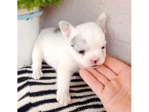 Fulffy, oyuncu, veteriner garantili french bulldog
