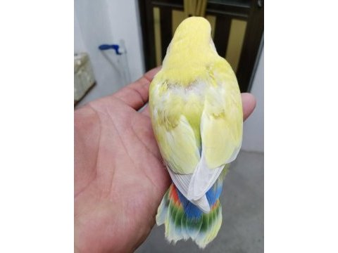 Alıştırmalık sevda papağanı yavruları