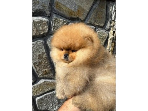 Mukemmel kalite teddy bear pomeranian boo yavrular