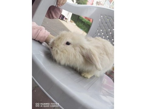 Lop tavşanlar