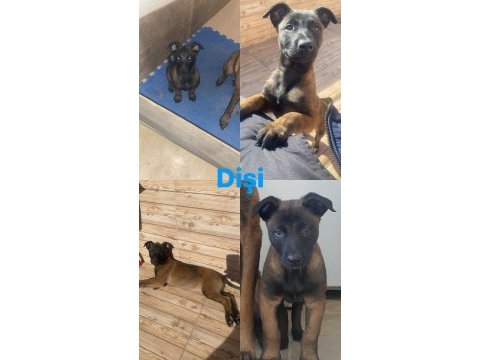 Safkan malinois yavrular en iyisi benim olsun diyene