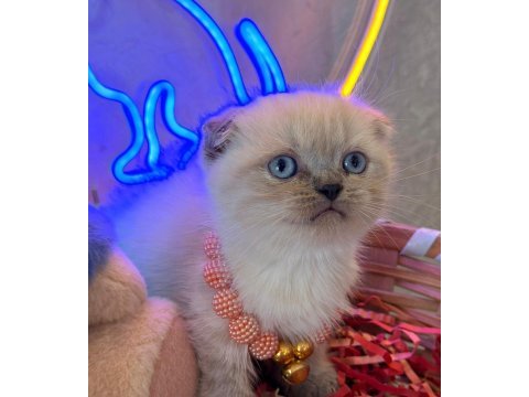 Scottish fold ayı bebekler safkan top kafalar