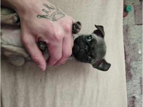 2 aylık dişi pug