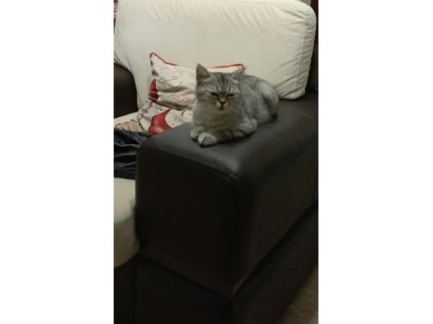 British shorthair dişi kedimiz