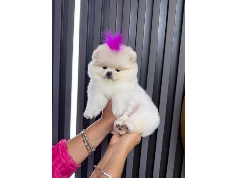Orjinal pomeranian boo ayı surat 