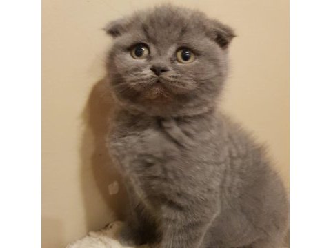 Veteriner kliniğinden safkan yavrular scottish fold