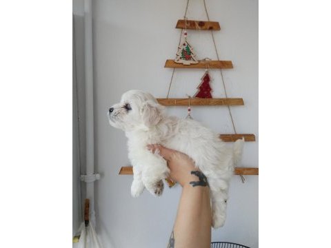 Aşılı maltese terrierler