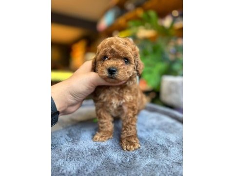 Sağlık ve ırk garantili toy poodle
