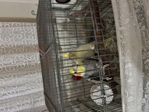 Çiftleşme tamam yakında yumurta gelecek
