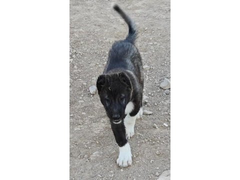 Karabaş kangal