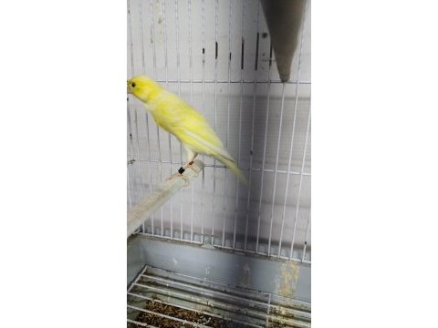 Sahibinden farklı cinslerden ötüme hazır kanaryalar