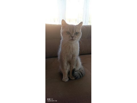 British shorthair yetişkin dişi