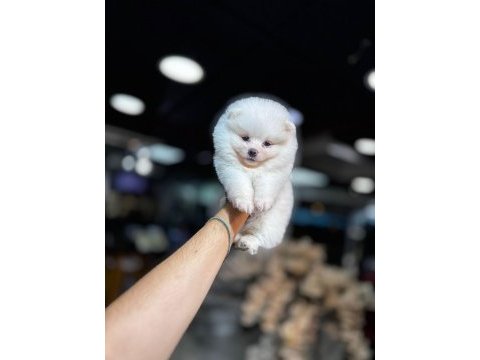 Pomeranian boo 60 günlük